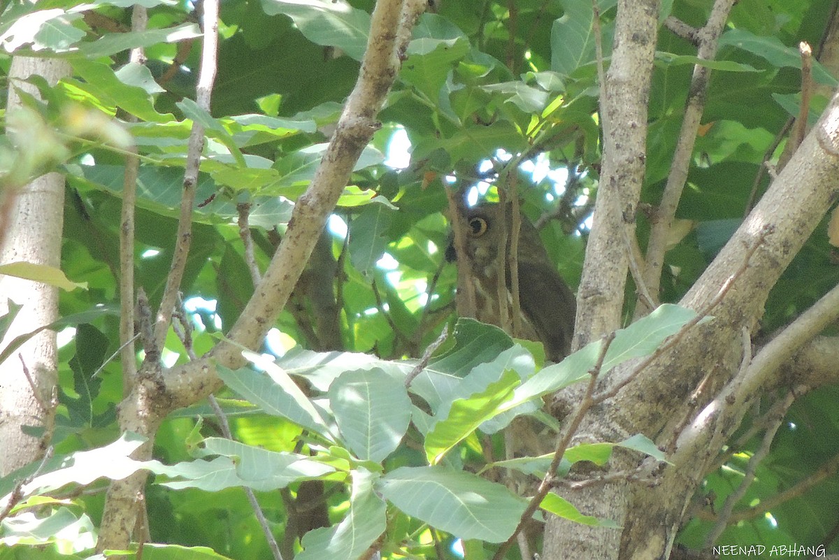 Brown Boobook - ML634143365