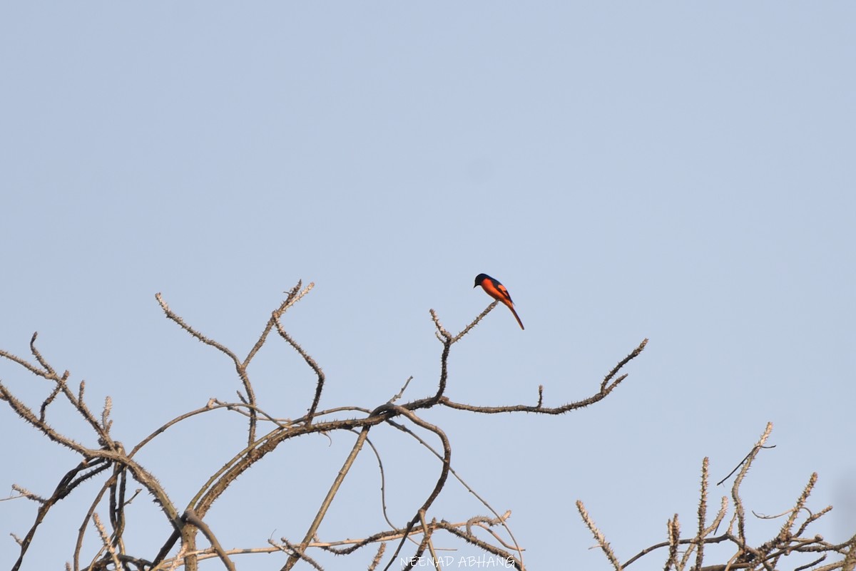 Orange Minivet - ML634143391