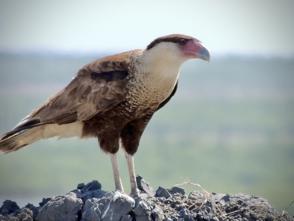Crested Caracara - ML634143428
