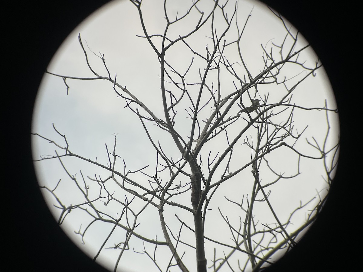 Brown-crested Flycatcher - ML634143448