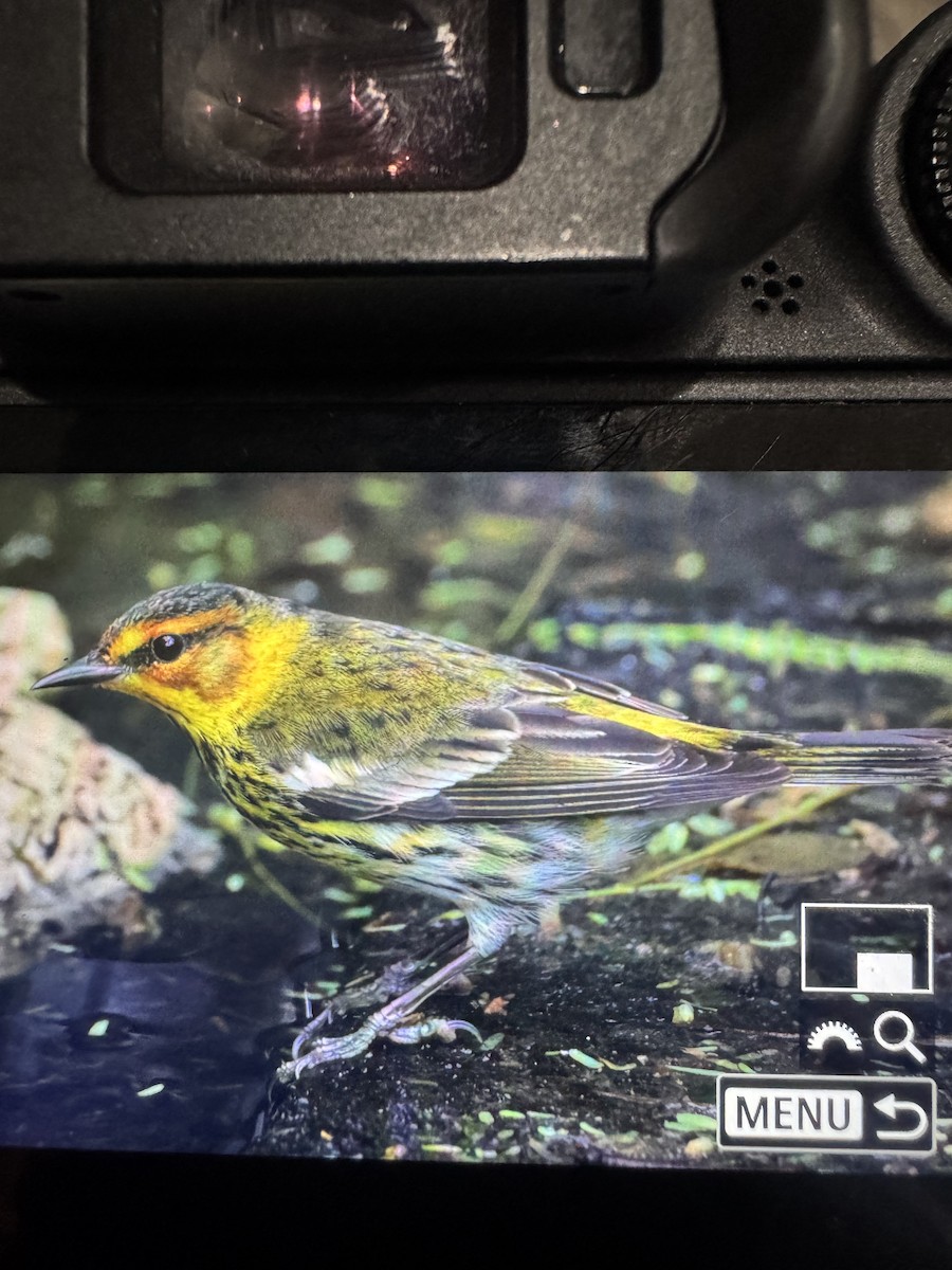 lesňáček skvrnitý - ML634143456