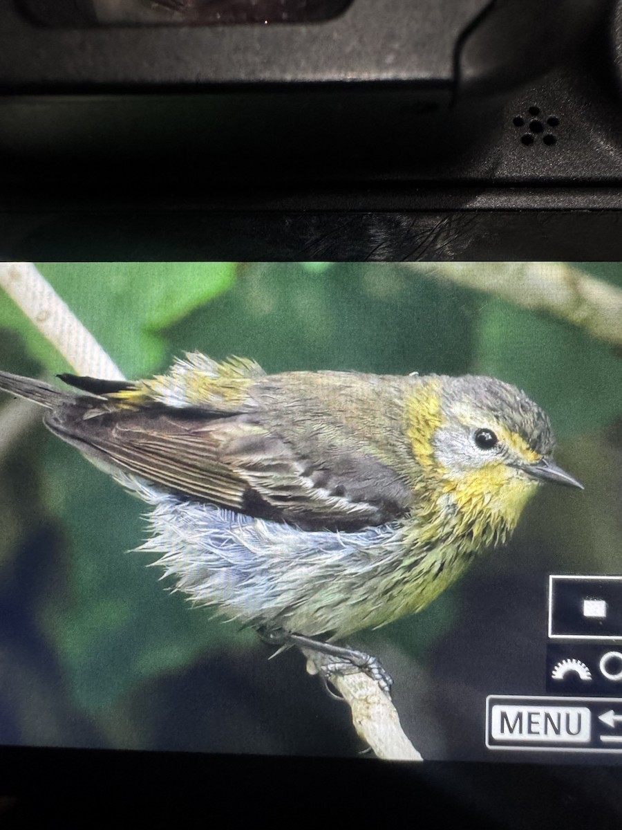 lesňáček skvrnitý - ML634143457