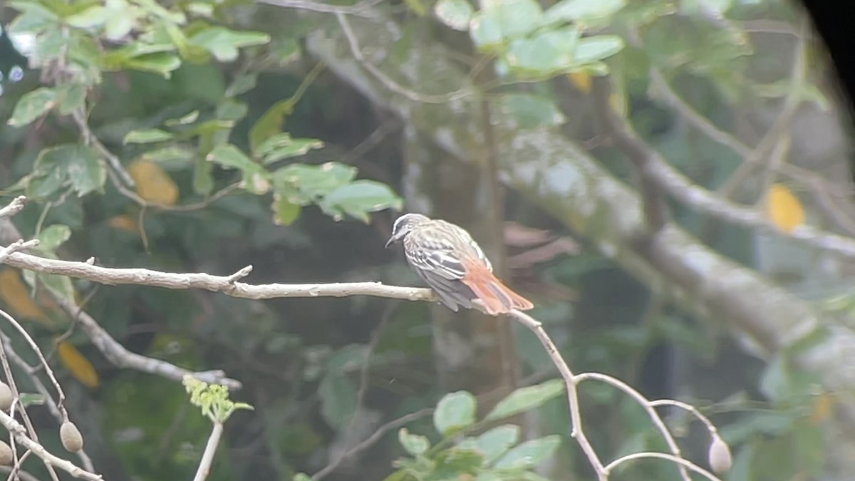 Sulphur-bellied Flycatcher - ML634143462