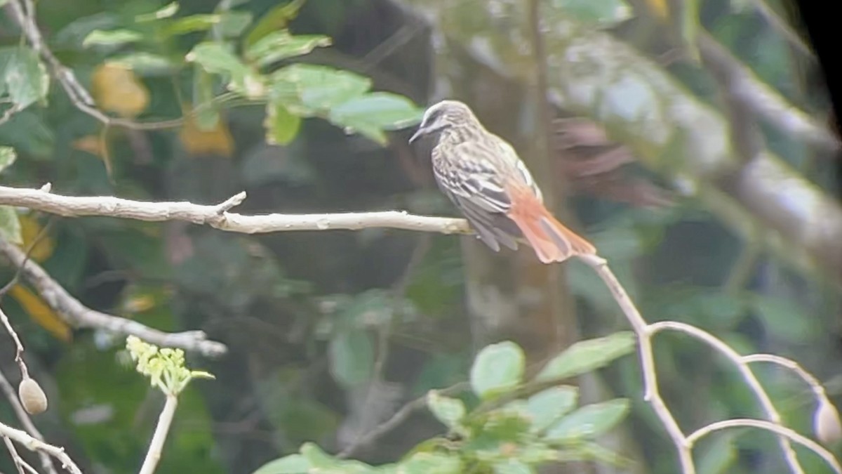 Sulphur-bellied Flycatcher - ML634143463