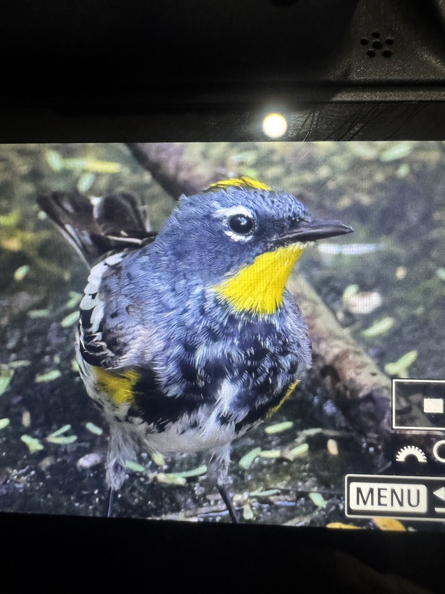 lesňáček žlutoskvrnný (ssp. auduboni) - ML634143470