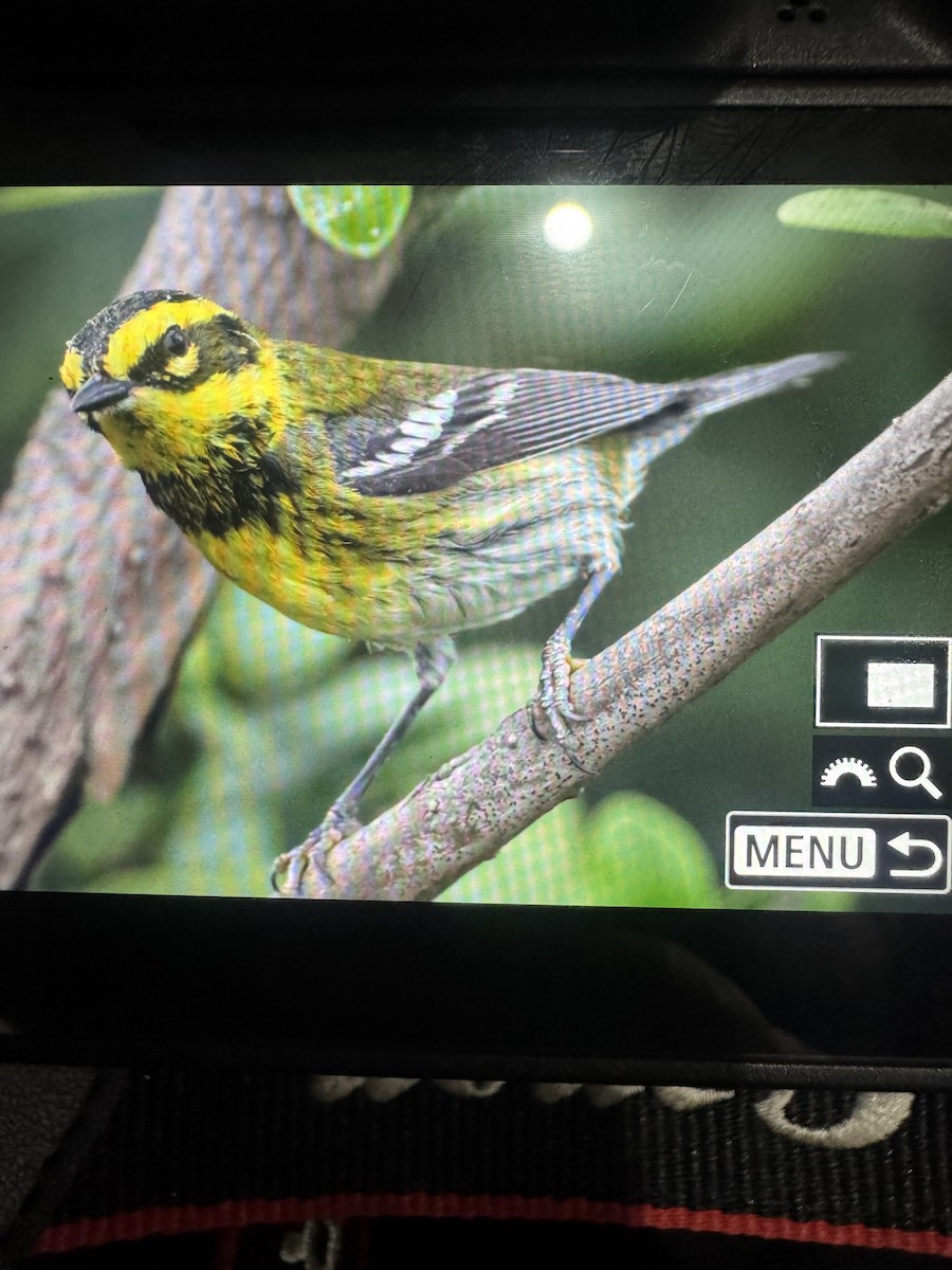 Townsend's Warbler - ML634143476