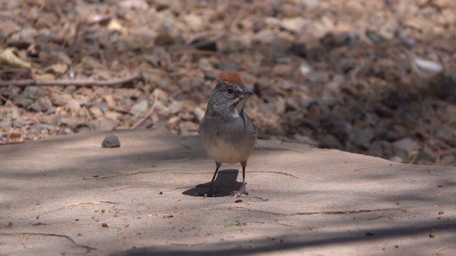 Green-tailed Towhee - ML634143488