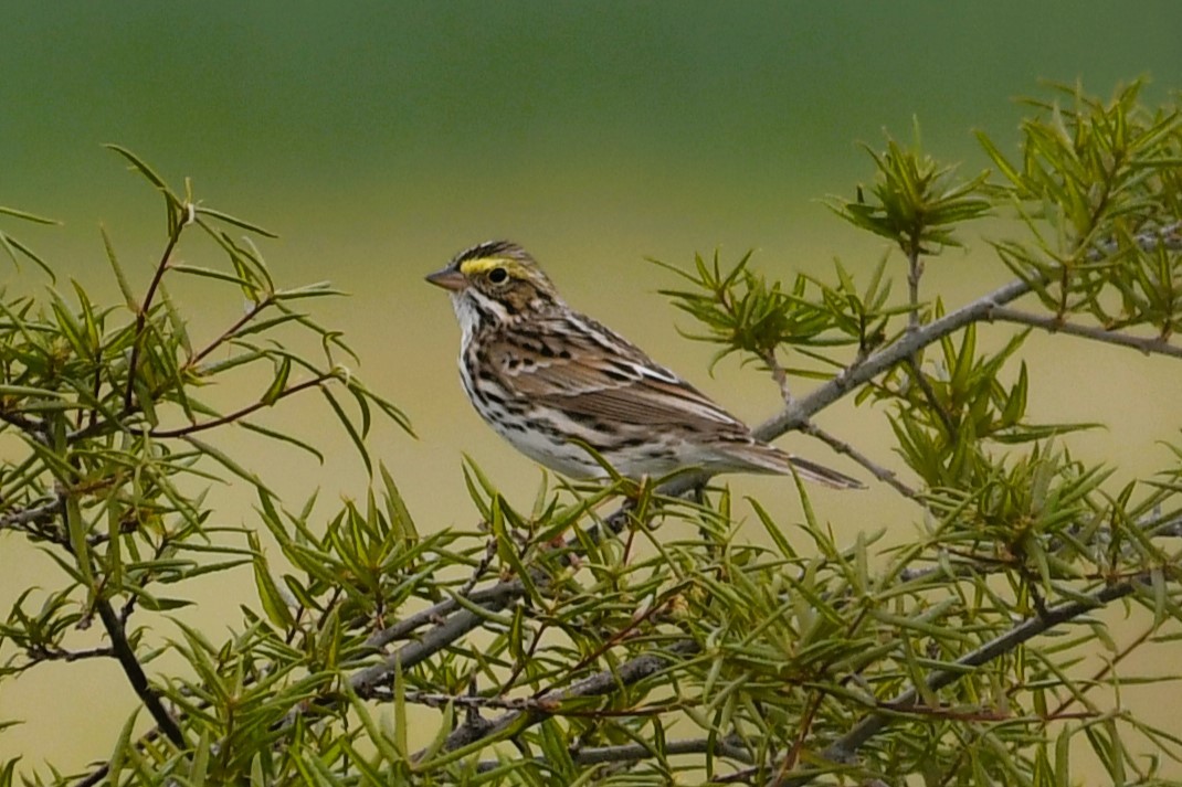 Savannah Sparrow - ML634143669