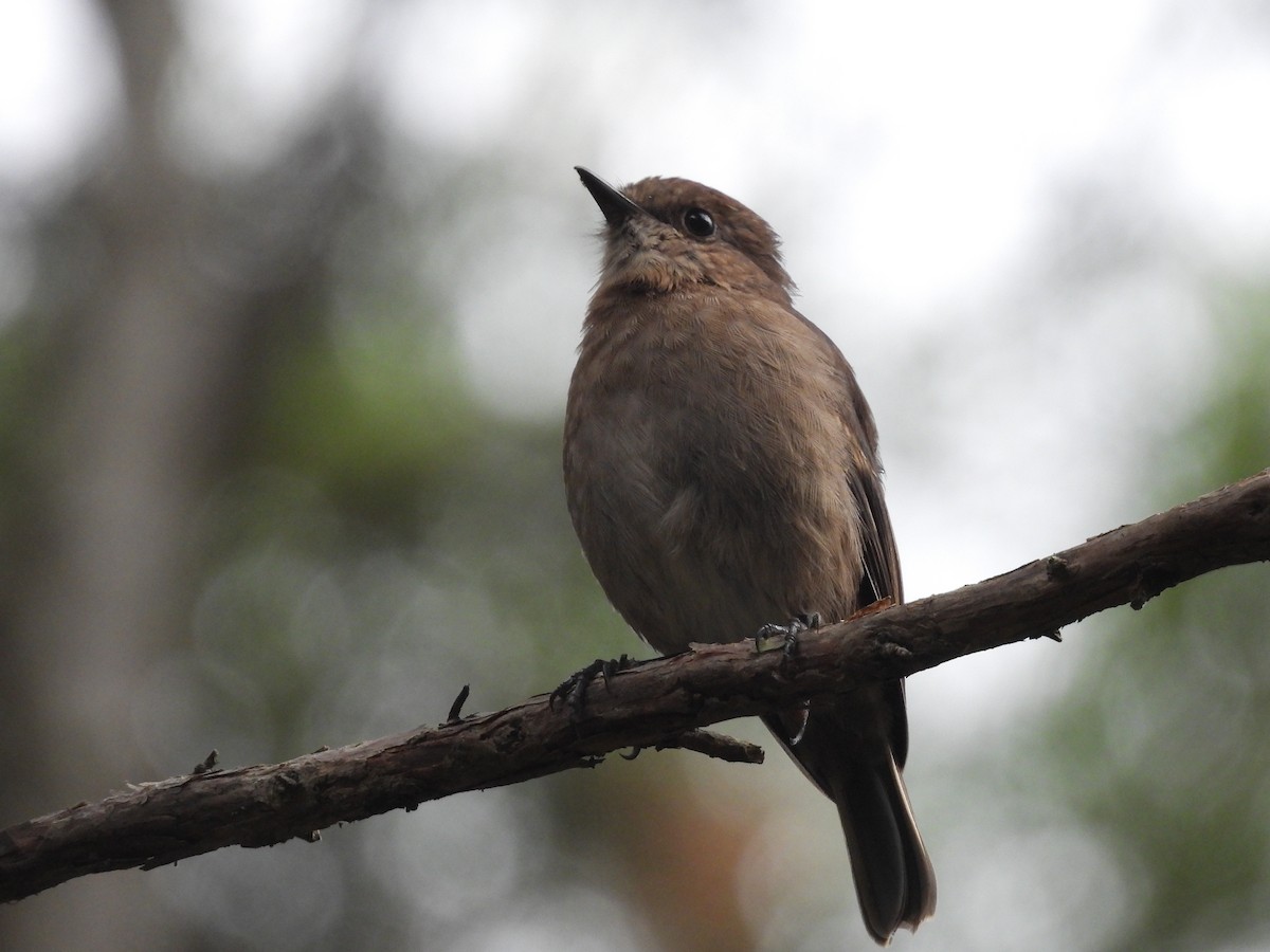 Dusky Robin - ML634143730