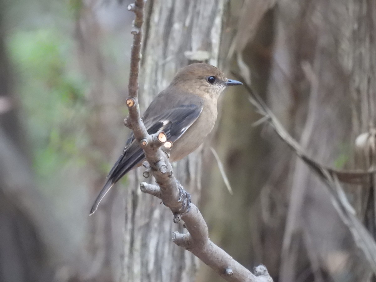 Dusky Robin - ML634143731