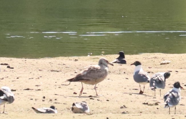 American Herring Gull - ML634143736