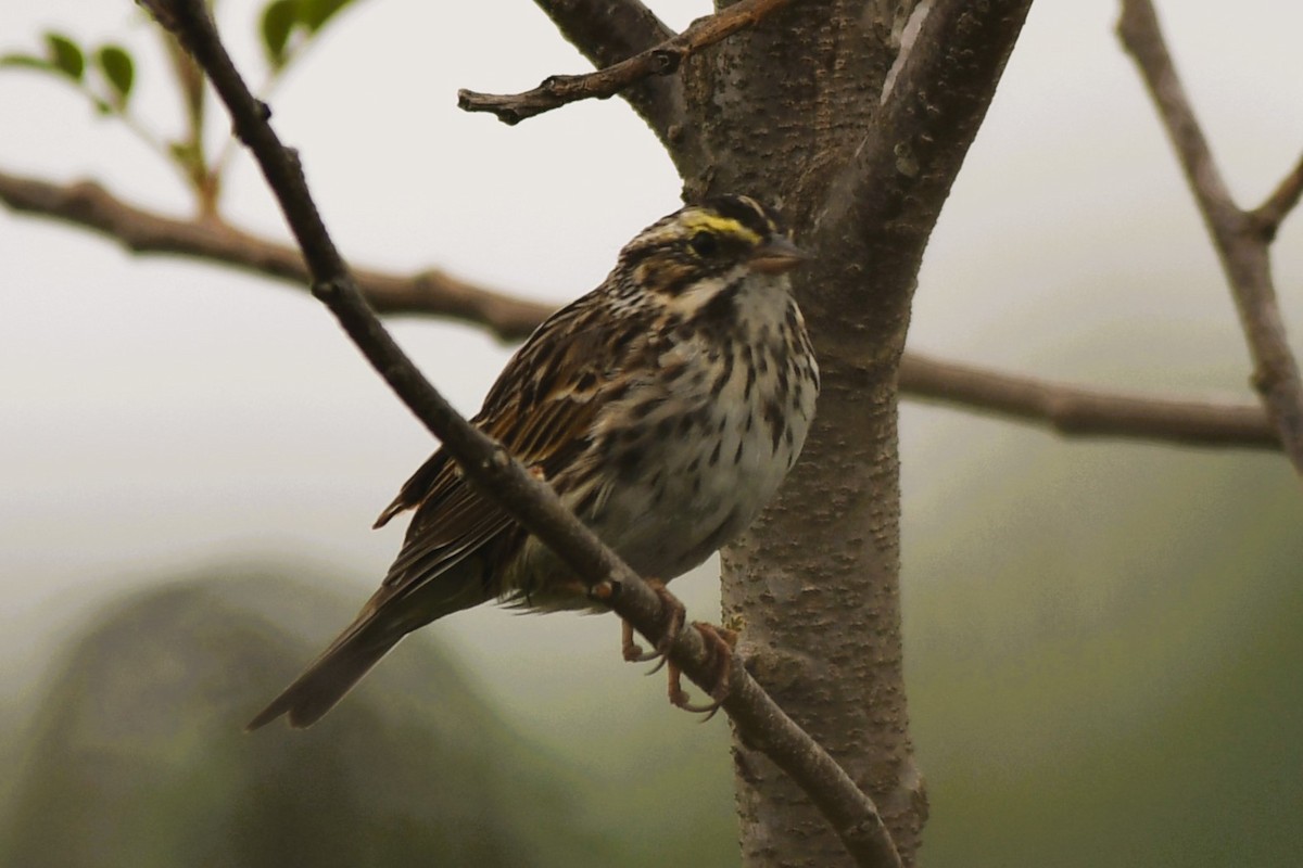 Savannah Sparrow - ML634143738