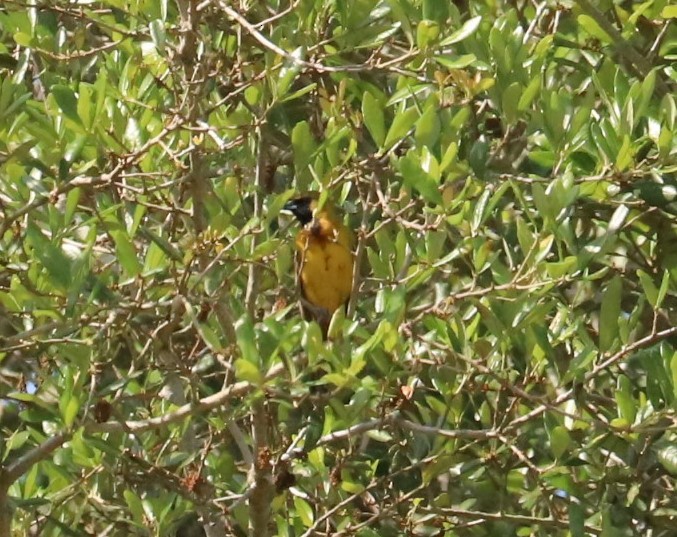 Orchard Oriole - ML634143758
