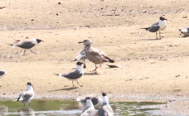 American Herring Gull - ML634143789
