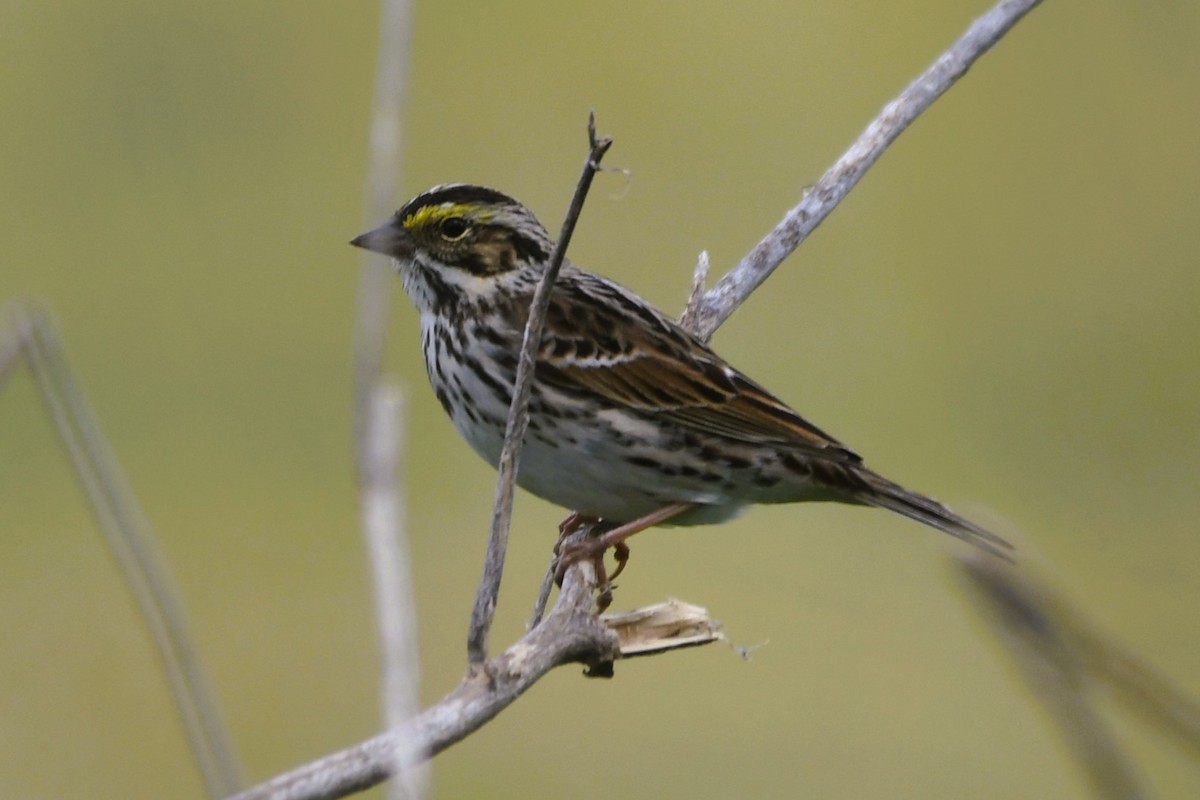 Savannah Sparrow - ML634143794