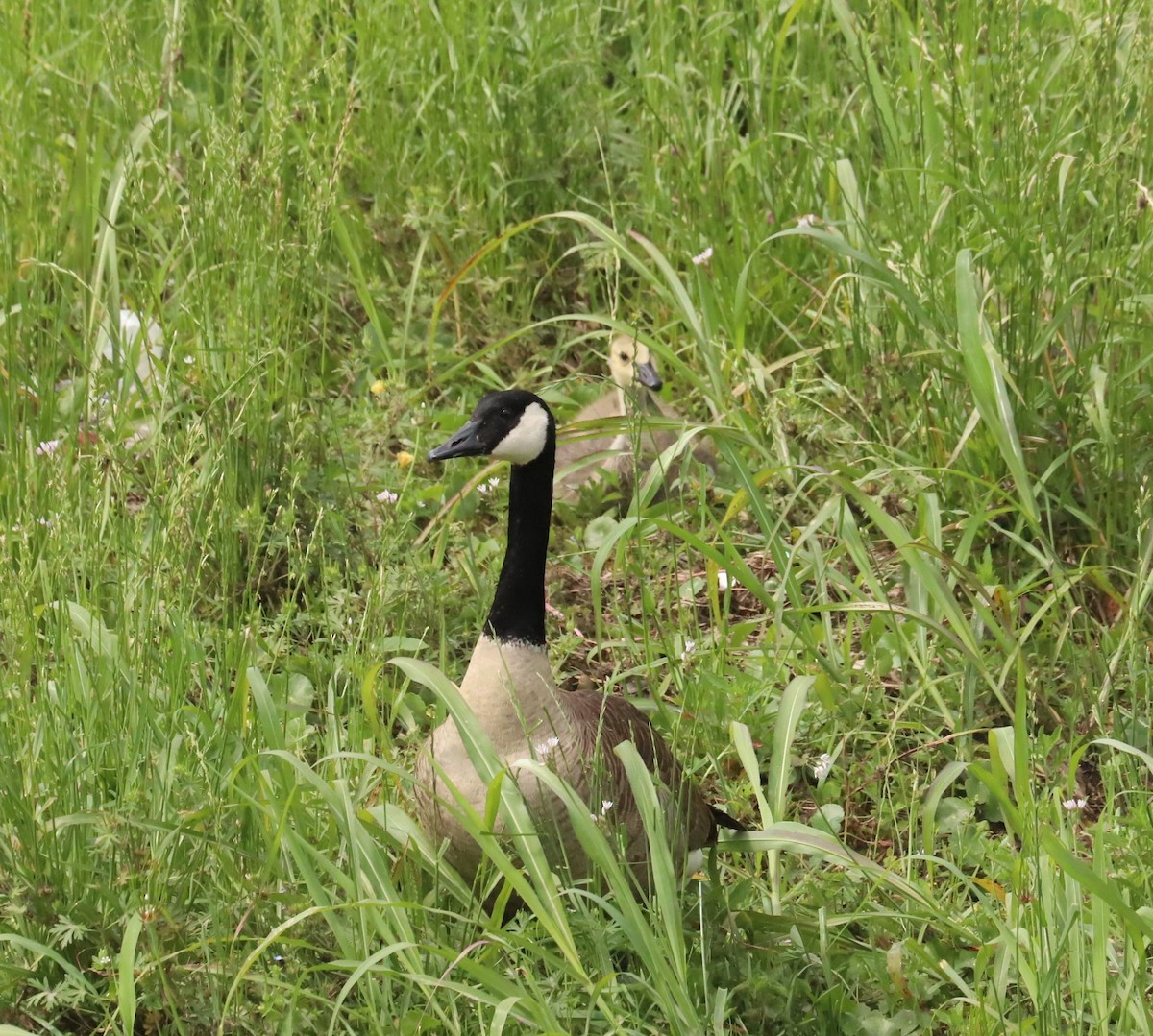 Canada Goose - ML634143808