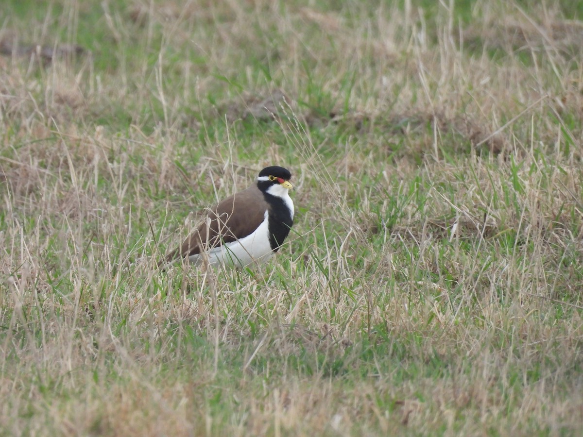 Banded Lapwing - ML634143820
