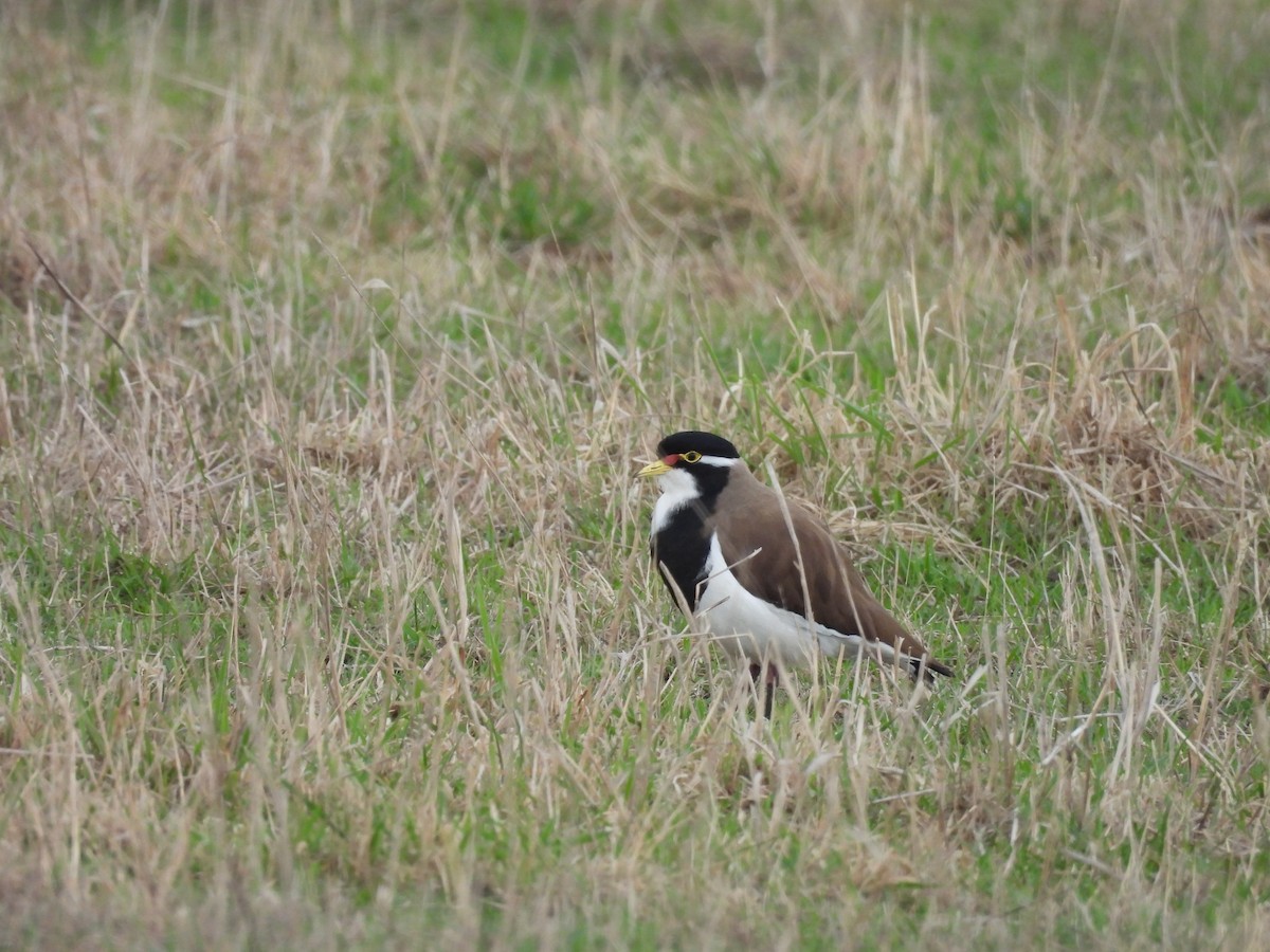 Banded Lapwing - ML634143823