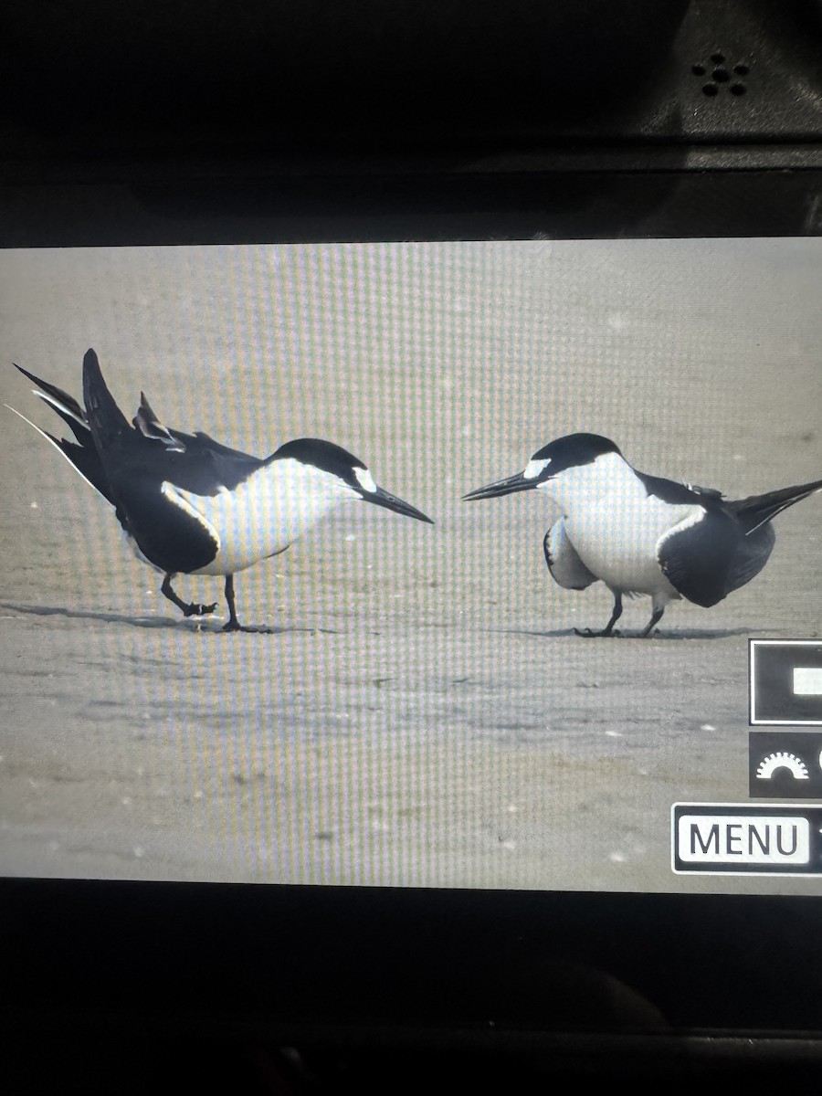 rybák černohřbetý - ML634143987