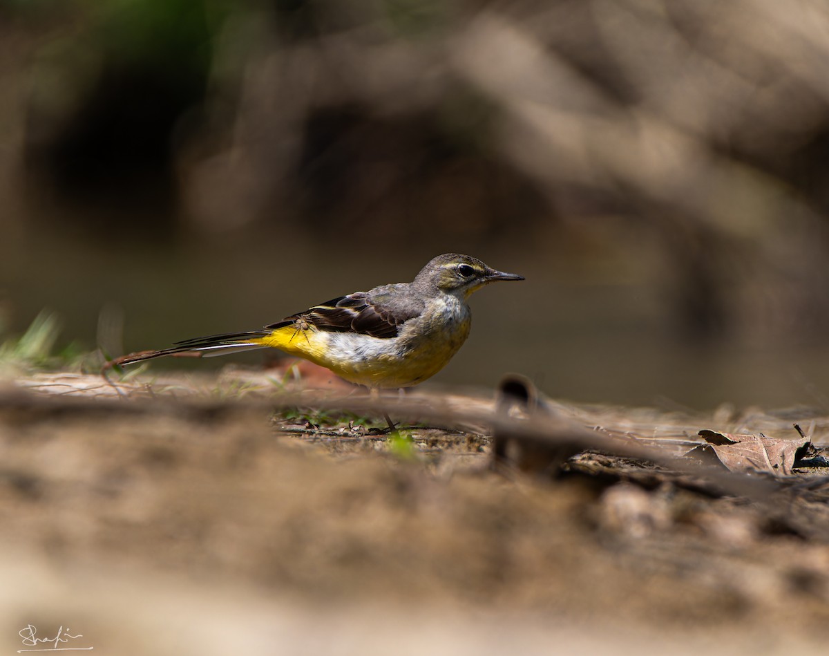 Gray Wagtail - ML634143988