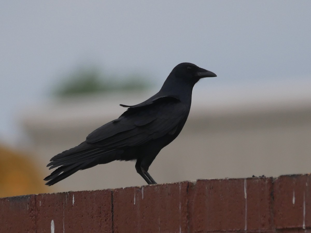 Fish Crow - ML634144007