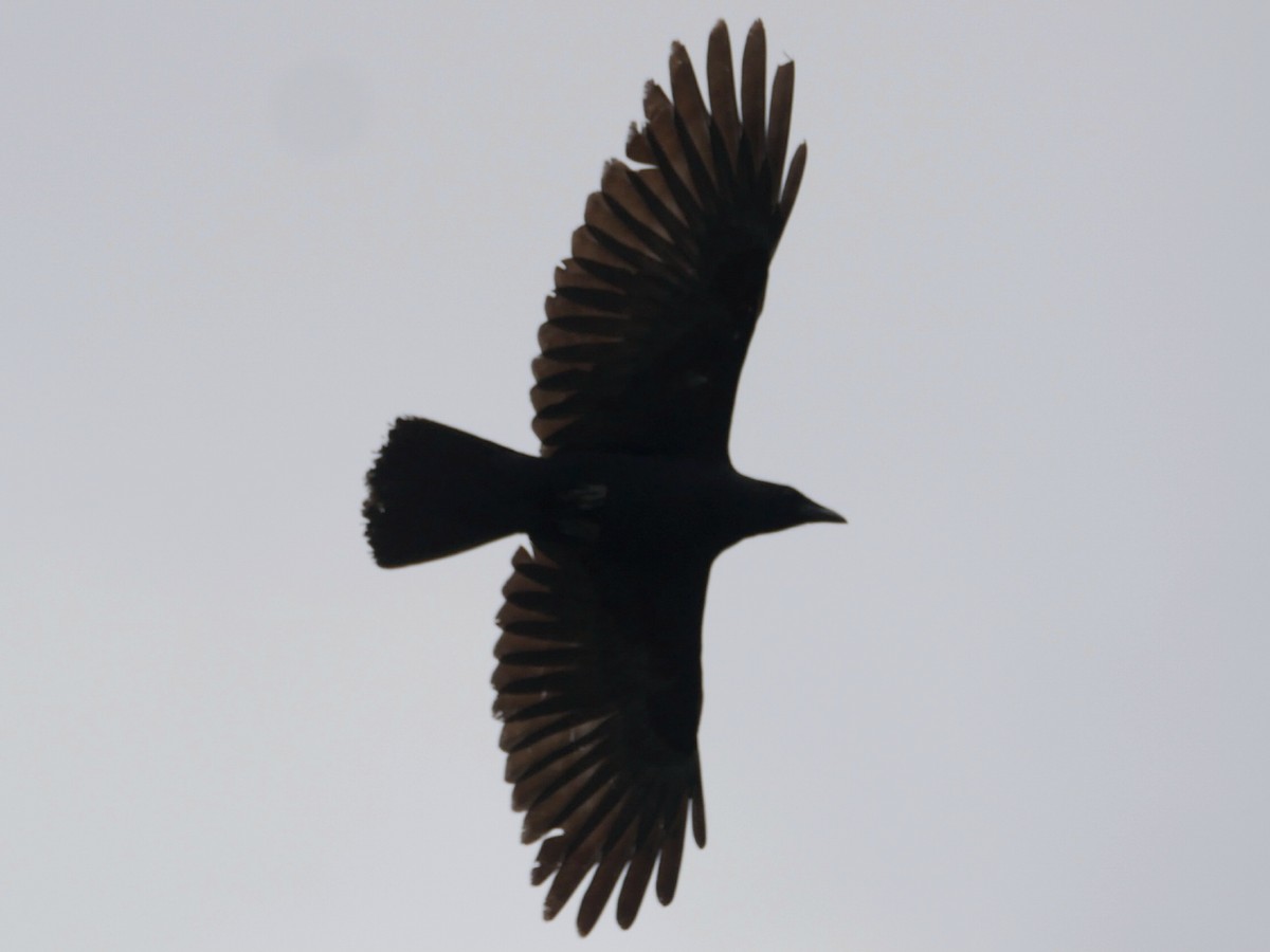 Fish Crow - ML634144008
