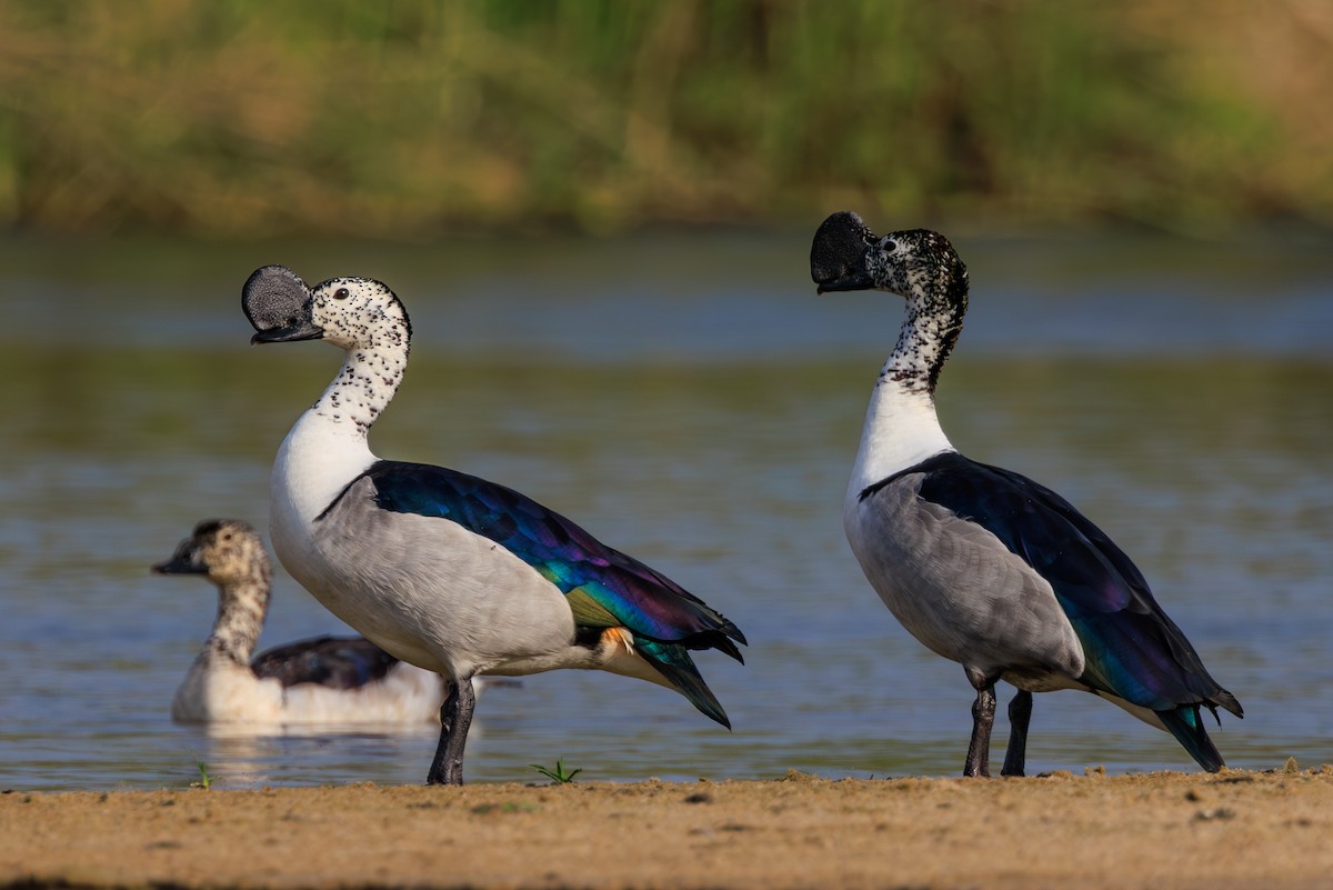 Knob-billed Duck - ML634144176