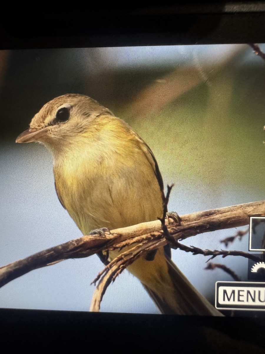Bell's Vireo - ML634144183
