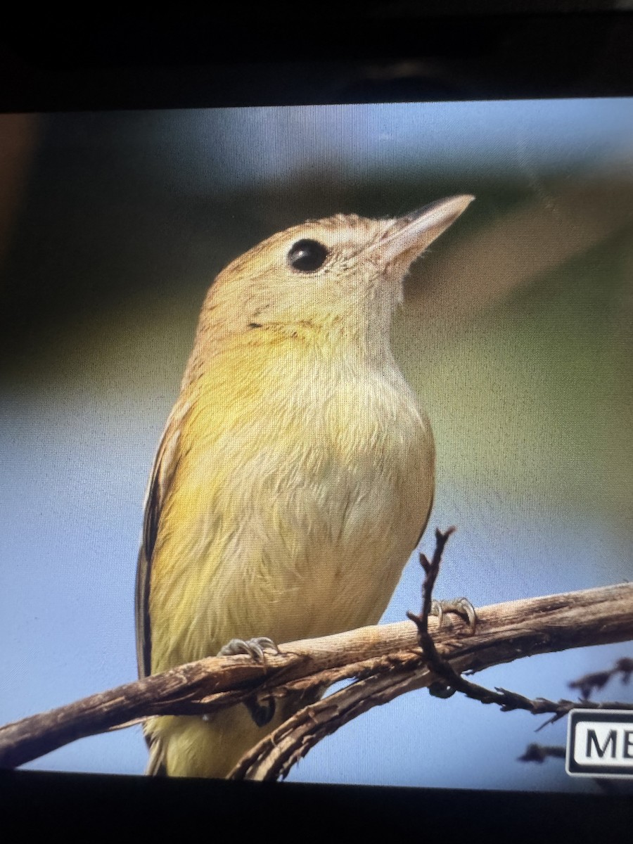 Bell's Vireo - ML634144207