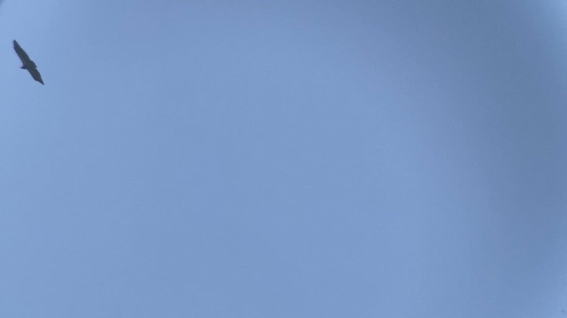California Condor - ML634144264