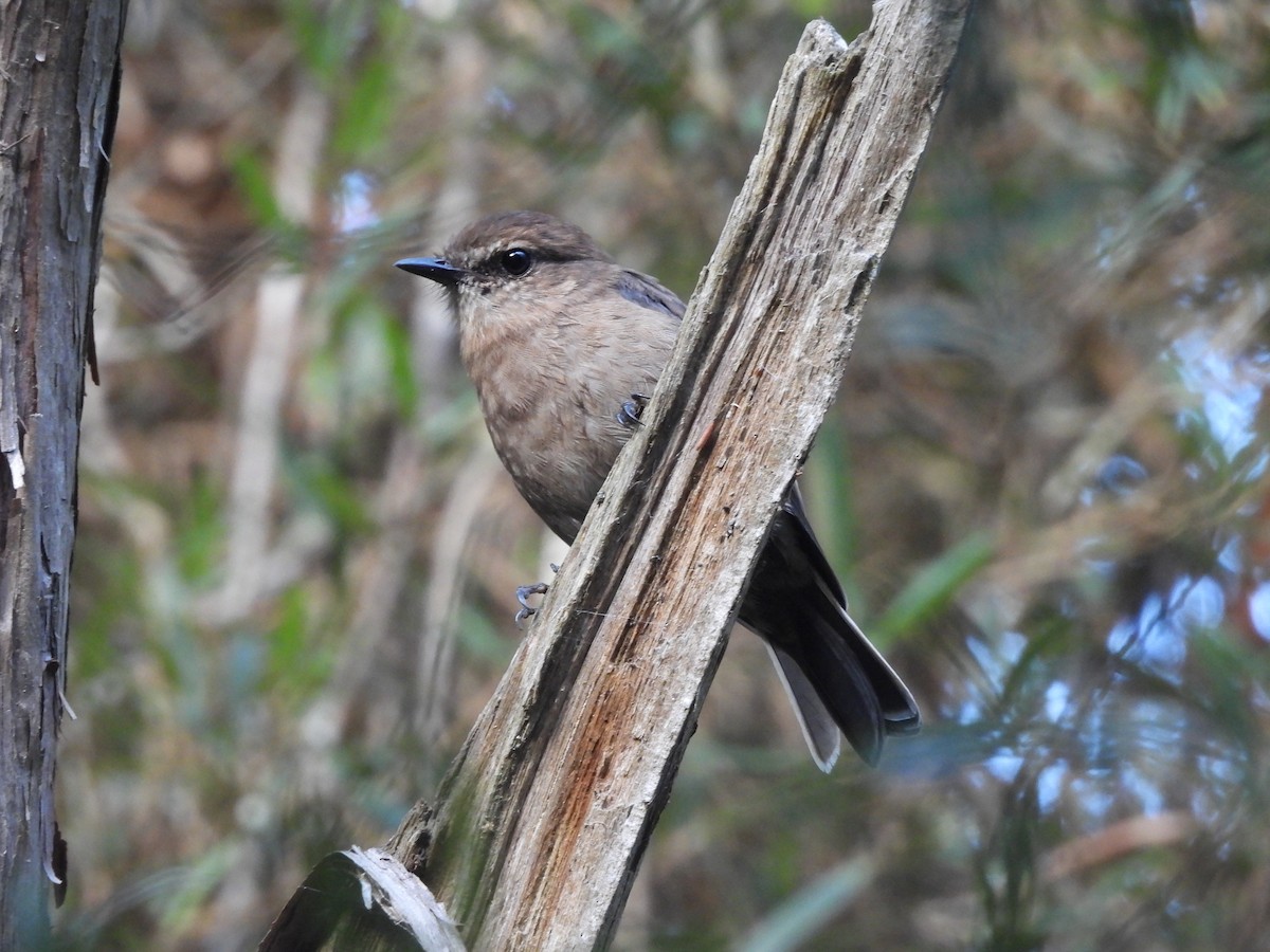 Dusky Robin - ML634144292