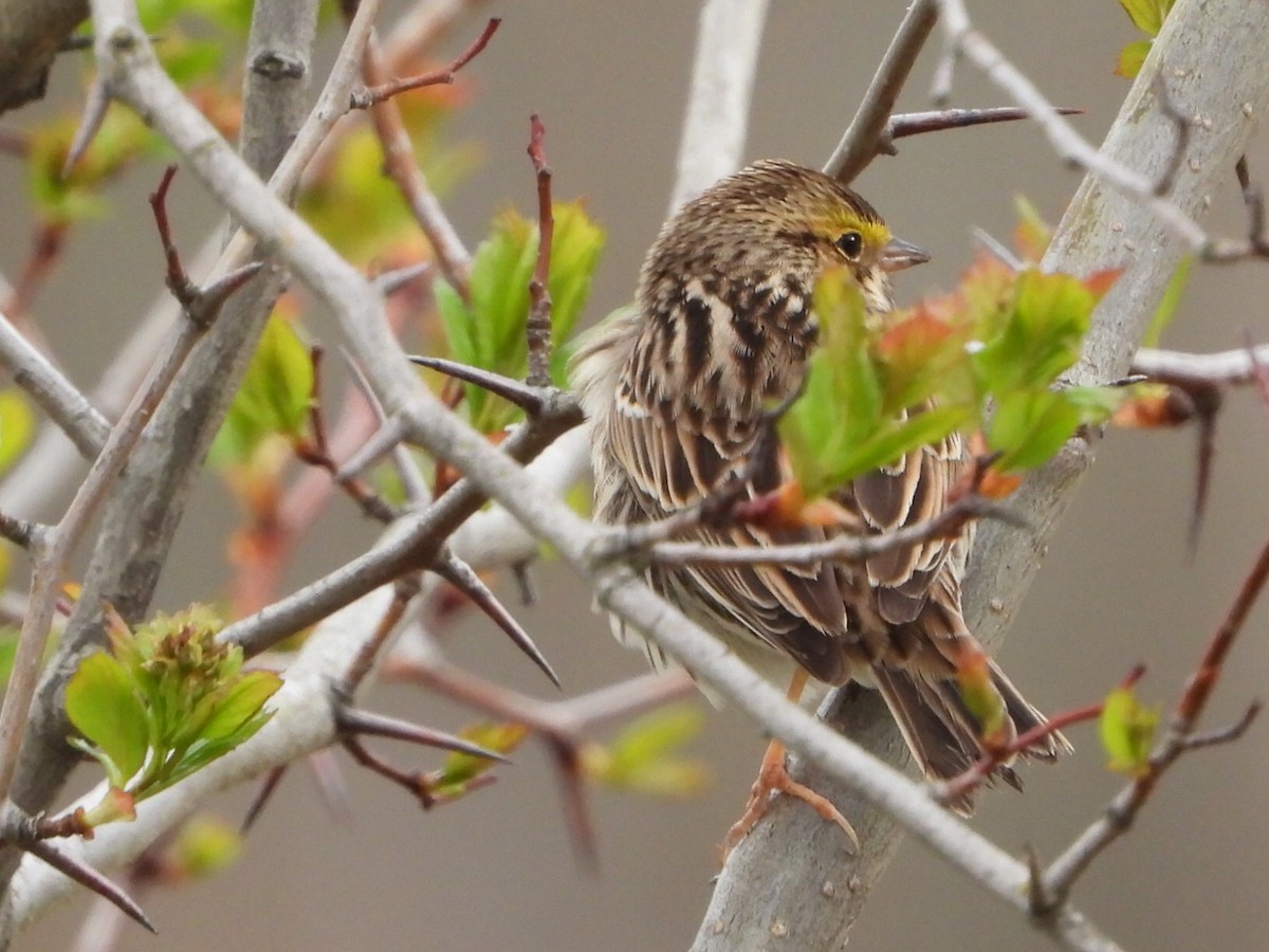 Savannah Sparrow - ML634144389