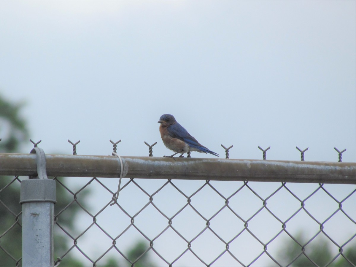 Eastern Bluebird - ML63414441