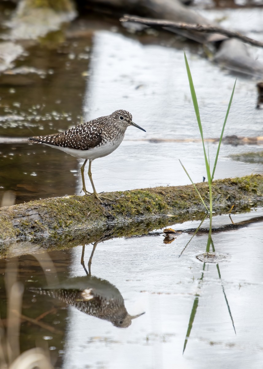 Einsiedelwasserläufer - ML634144476