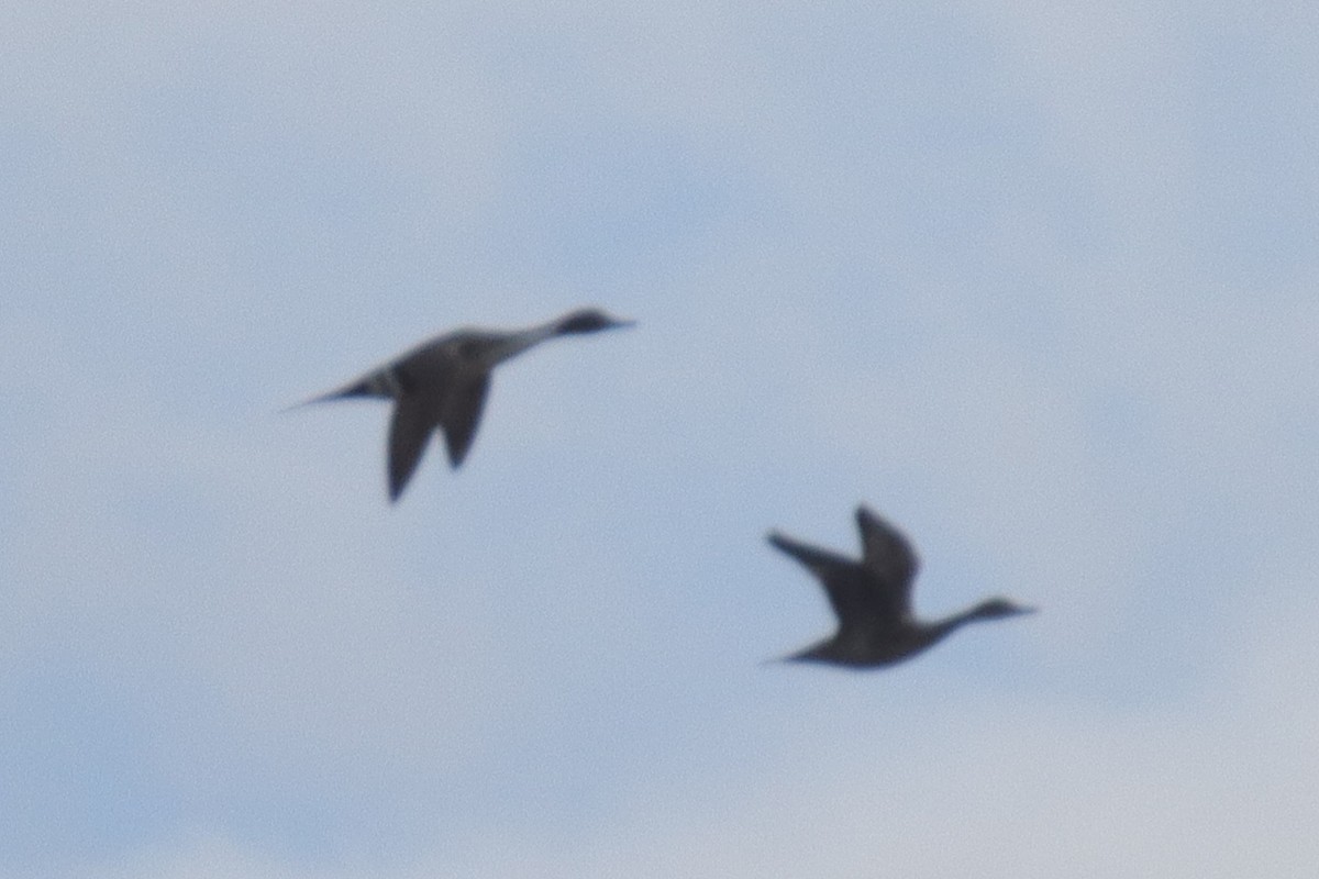 stjertand - ML634144559