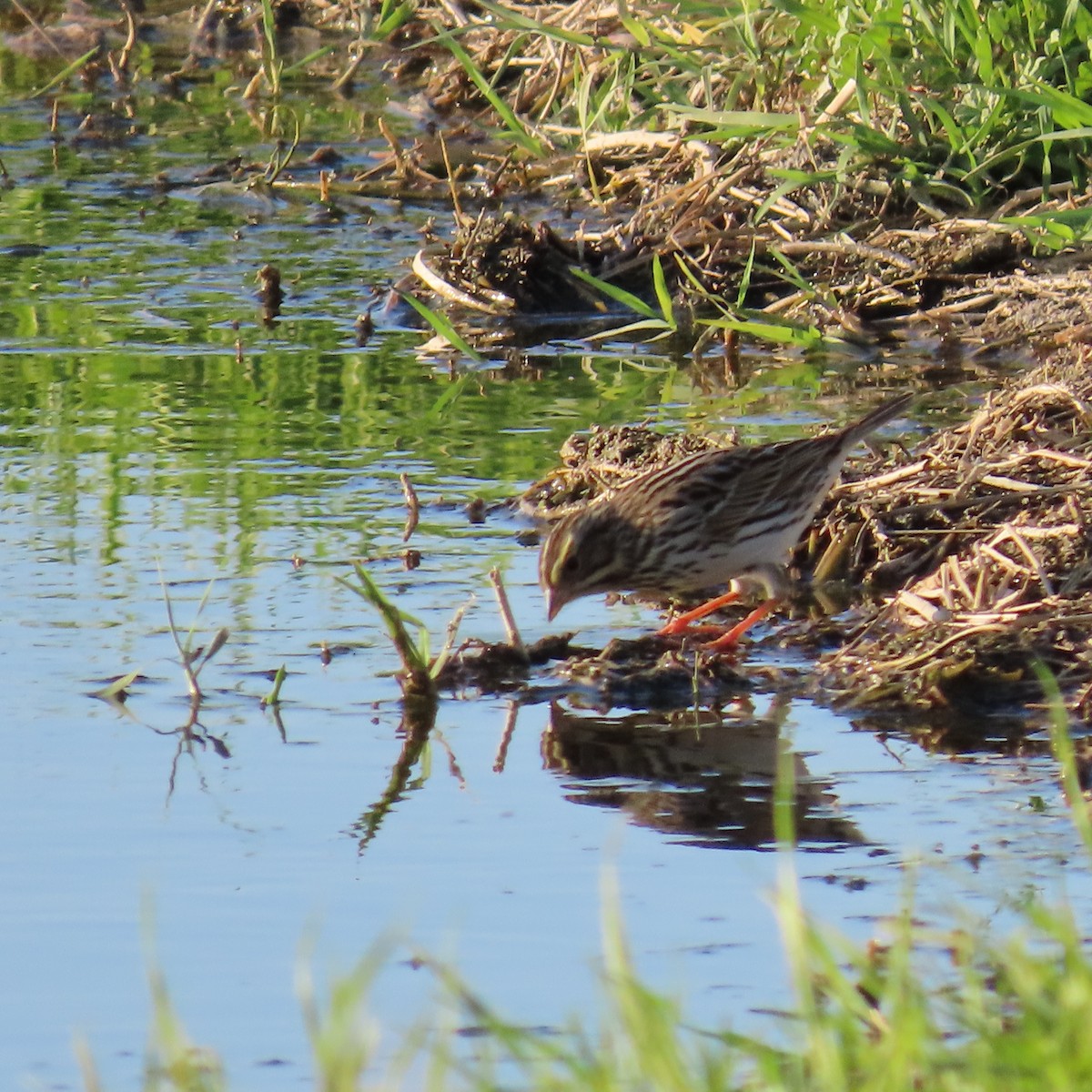Savannah Sparrow - ML634144617
