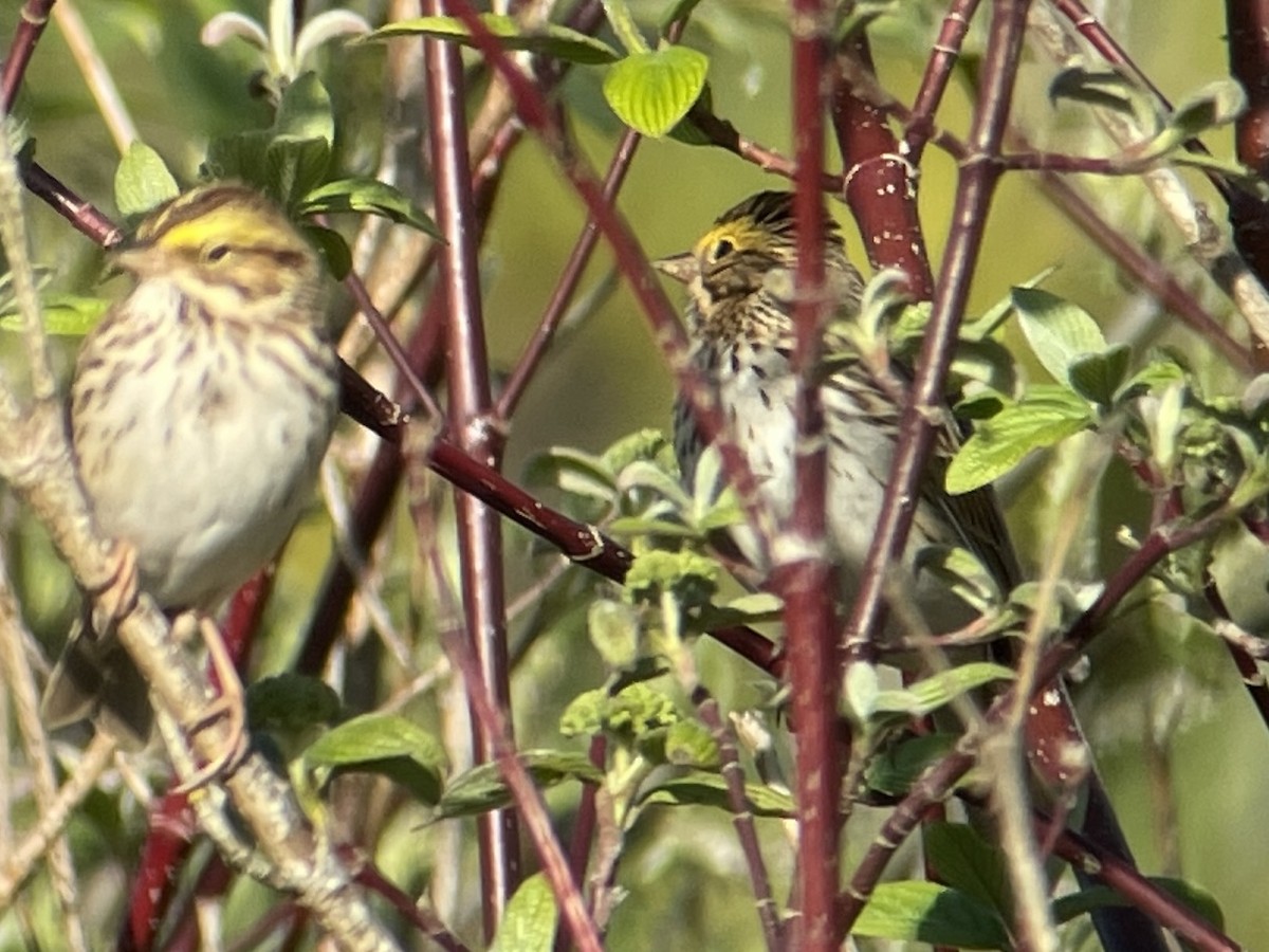 Savannah Sparrow - ML634144640