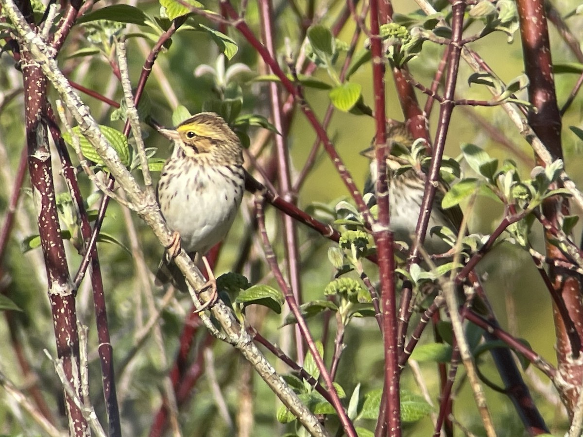 Savannah Sparrow - ML634144641