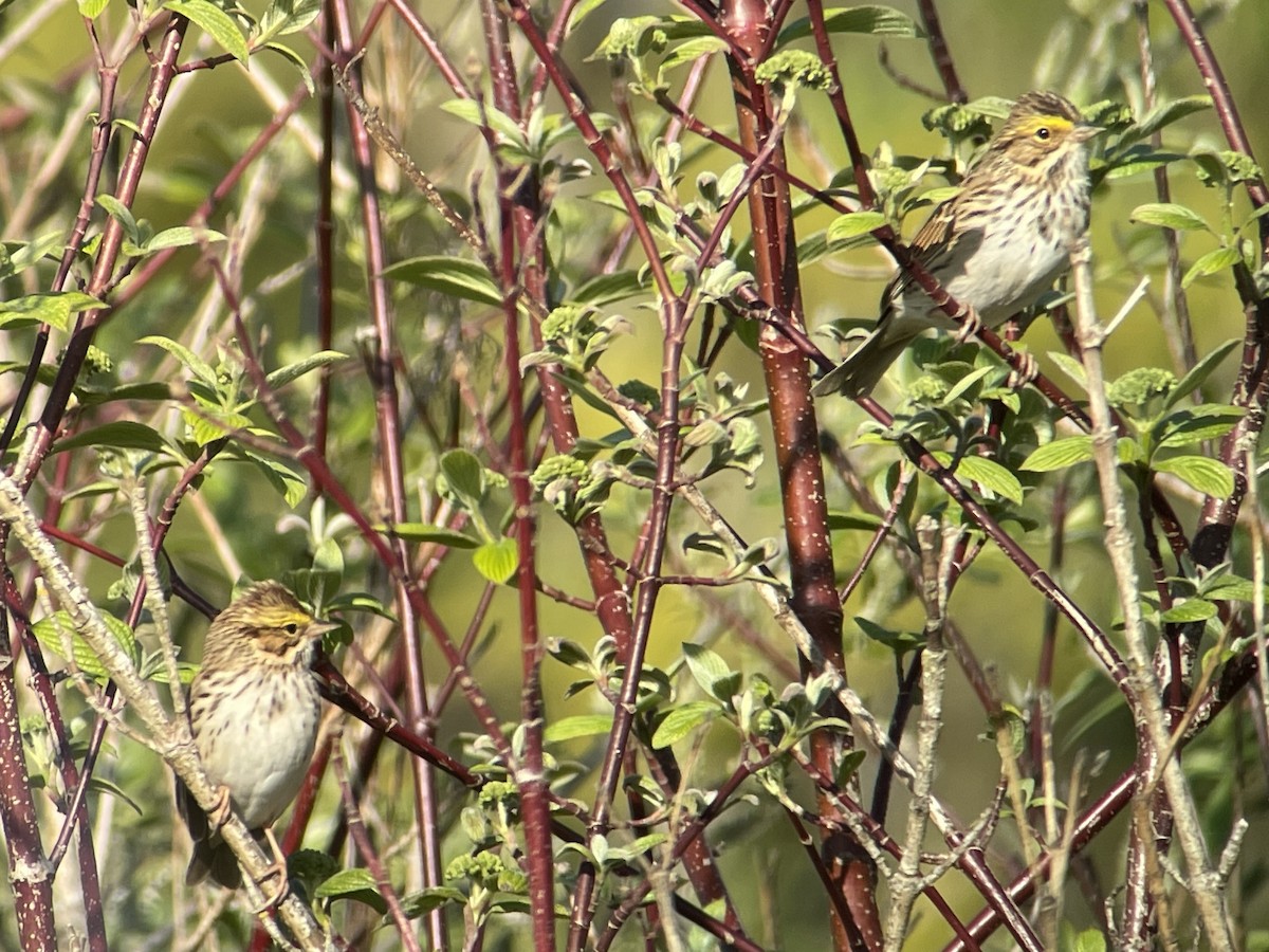 Savannah Sparrow - ML634144642