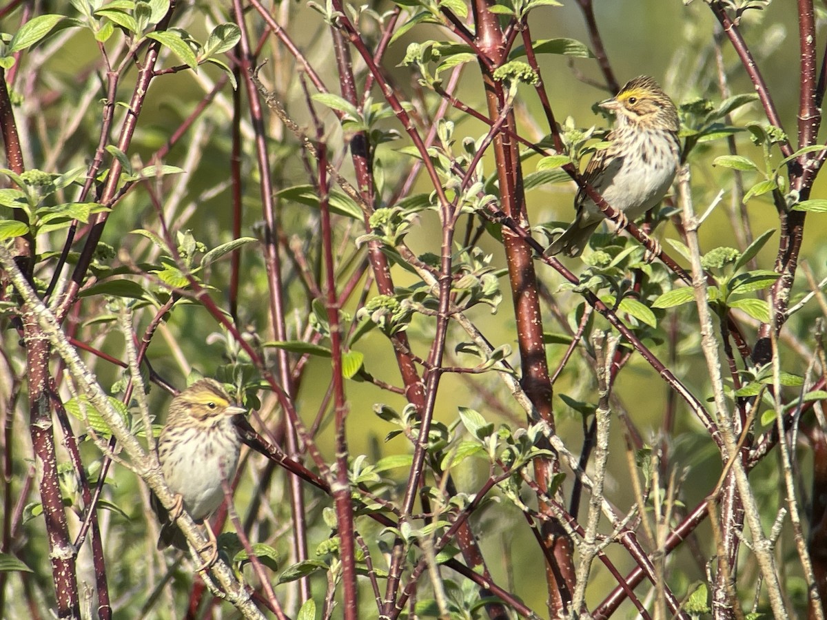 Savannah Sparrow - ML634144643