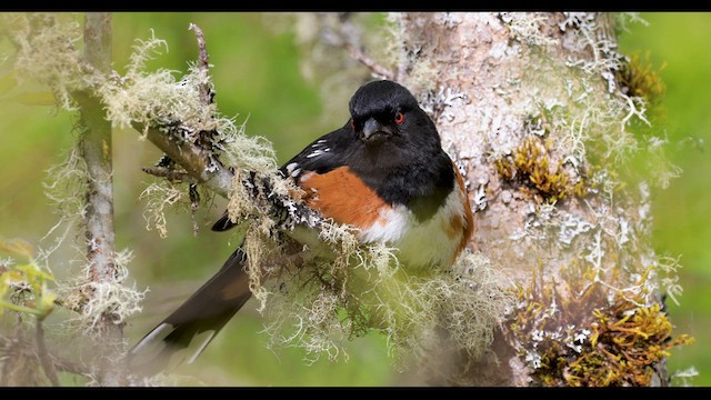 Spotted Towhee (oregonus Group) - ML634144739