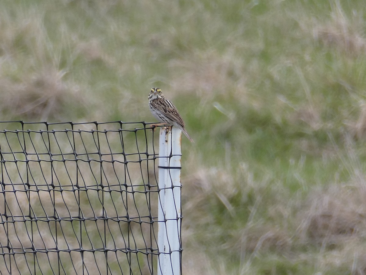 Savannah Sparrow - ML634144832