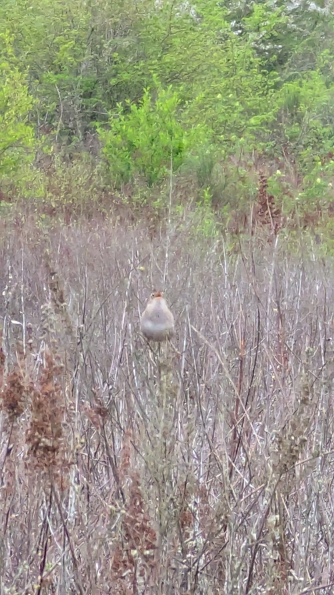 Marsh Wren - ML634144840