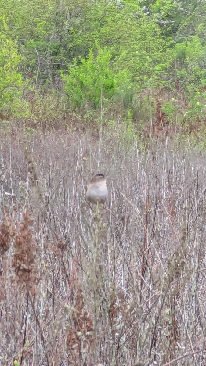 Marsh Wren - ML634144841