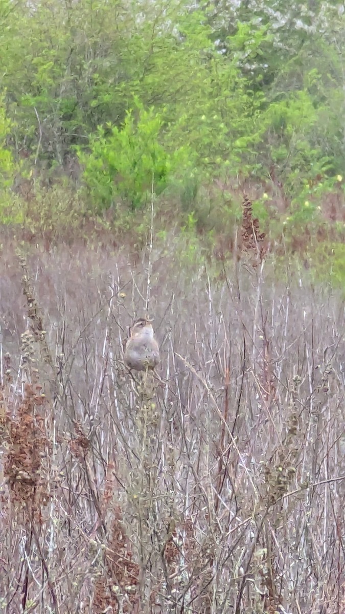 Marsh Wren - ML634144843
