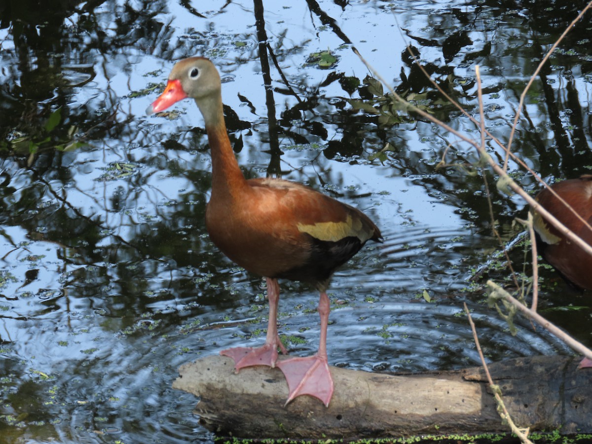 Black-bellied Whistling-Duck (fulgens) - ML634144973