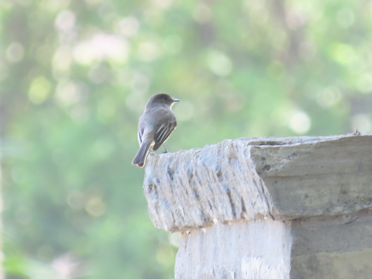 Eastern Phoebe - ML634144981