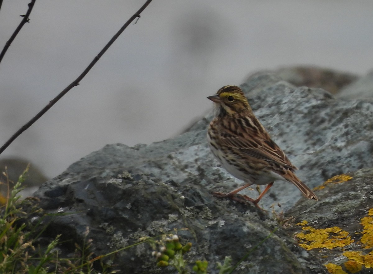 Savannah Sparrow - ML634145034