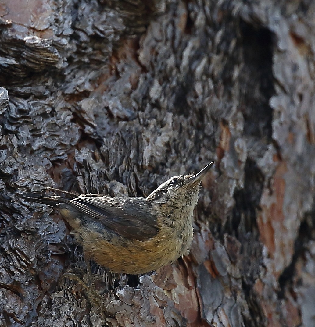 Red-breasted Nuthatch - ML63414511