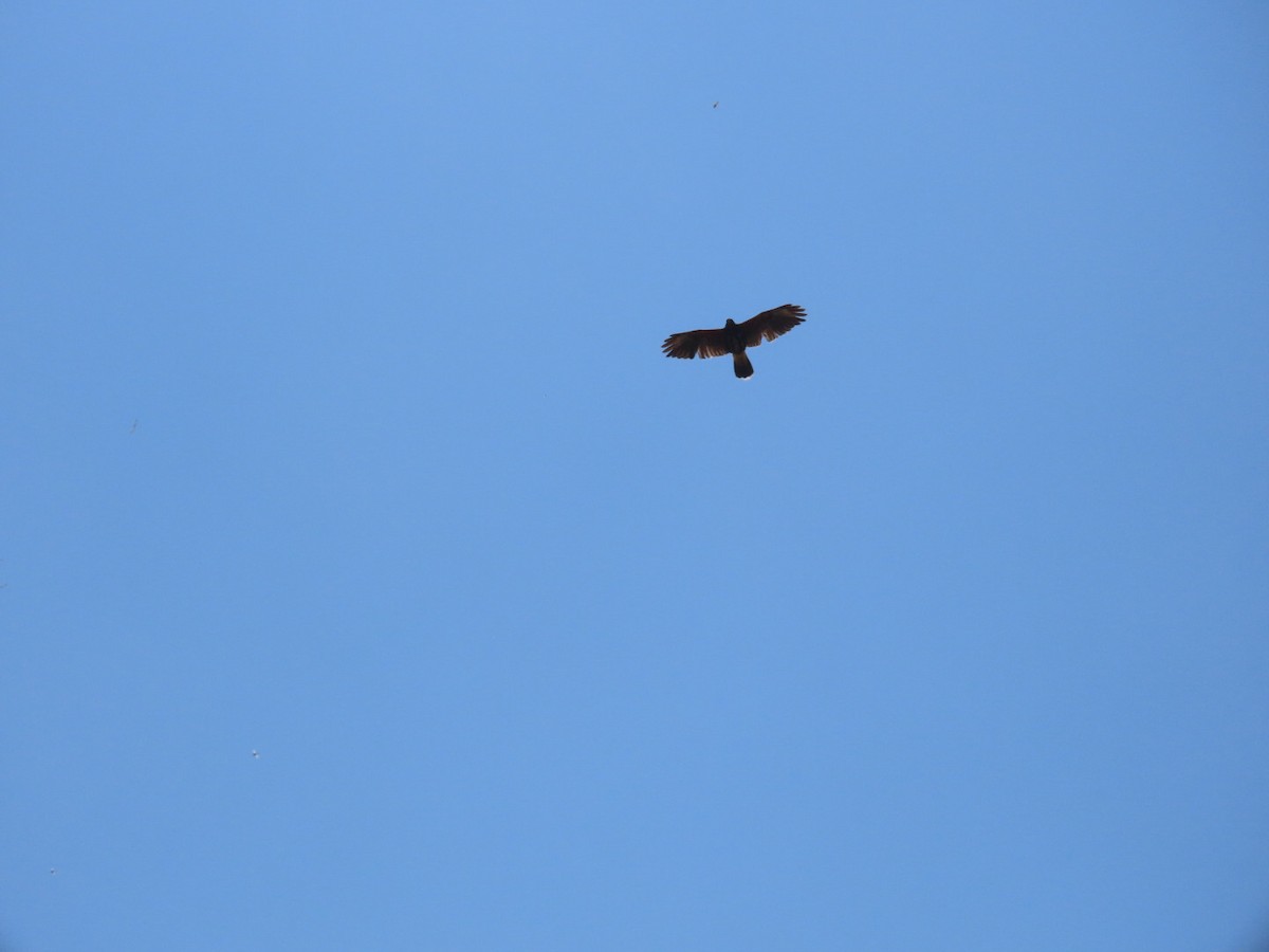 Harris's Hawk - ML634145190